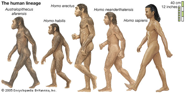 homo sapiens